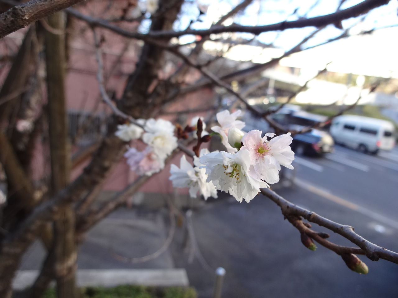 赤坂見附の冬桜 15年1月3日 東京散歩 四季のイベント 花の歳時記 食べ歩記