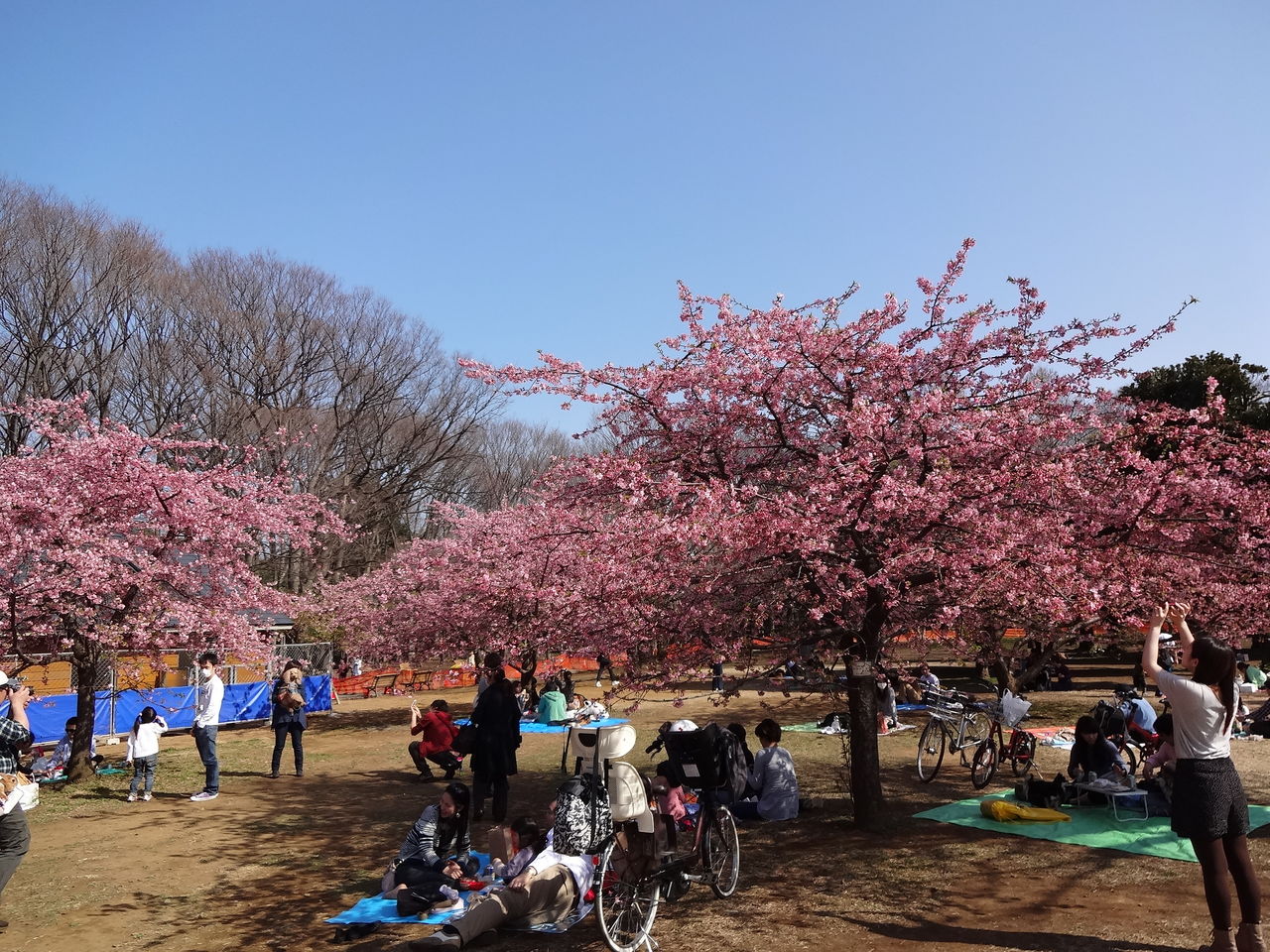 代々木公園の河津桜が満開に 13年3月9日 東京散歩 四季のイベント 花の歳時記 食べ歩記