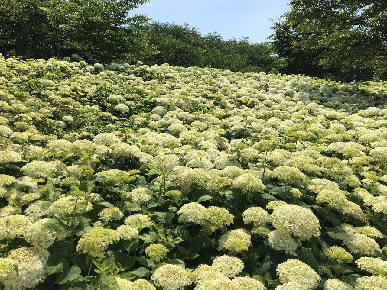 バス旅行 北関東6月の花めぐりの旅 18年6月 東京散歩 四季のイベント 花の歳時記 食べ歩記 バス旅行 北関東6月の花めぐりの旅 18年6月 東京散歩 四季のイベント 花の歳時記 食べ歩記