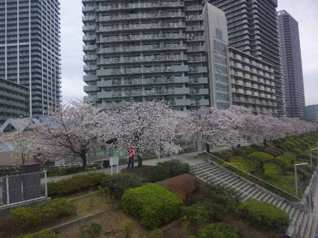 桜散策 大川端リバーシティ 春の散策 東京散歩 四季のイベント 花の歳時記 食べ歩記