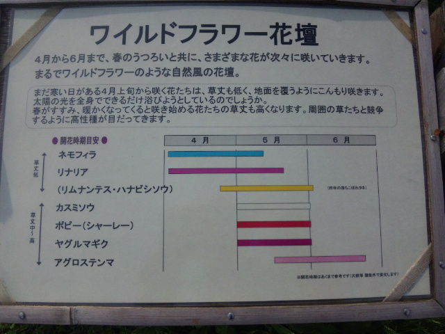 12年 春から初夏の花 １８ 葛西臨海公園のポピー他 東京散歩 四季のイベント 花の歳時記 食べ歩記