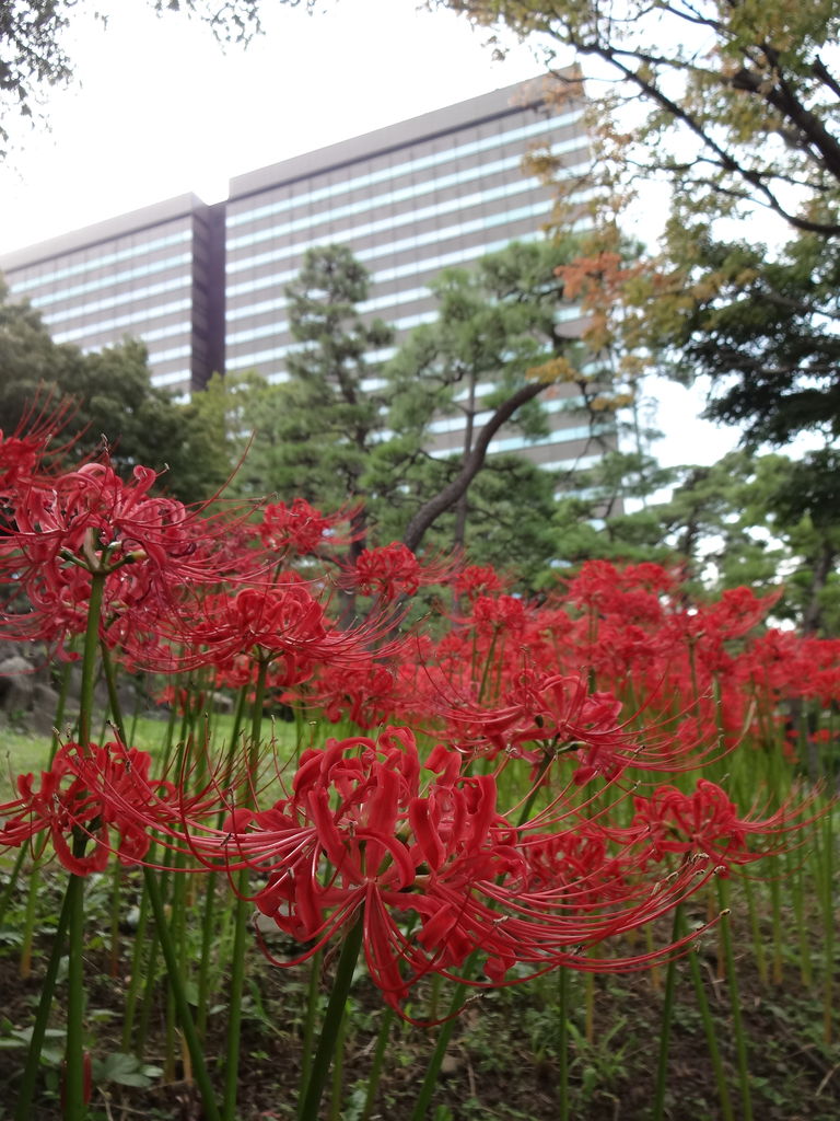 日比谷公園の赤い花 日比谷公園で ”数十年に一度しか咲かない