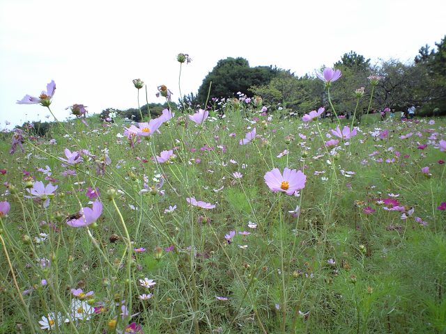 ０９秋の散策 葛西臨海公園 東京散歩 四季のイベント 花の歳時記 食べ歩記