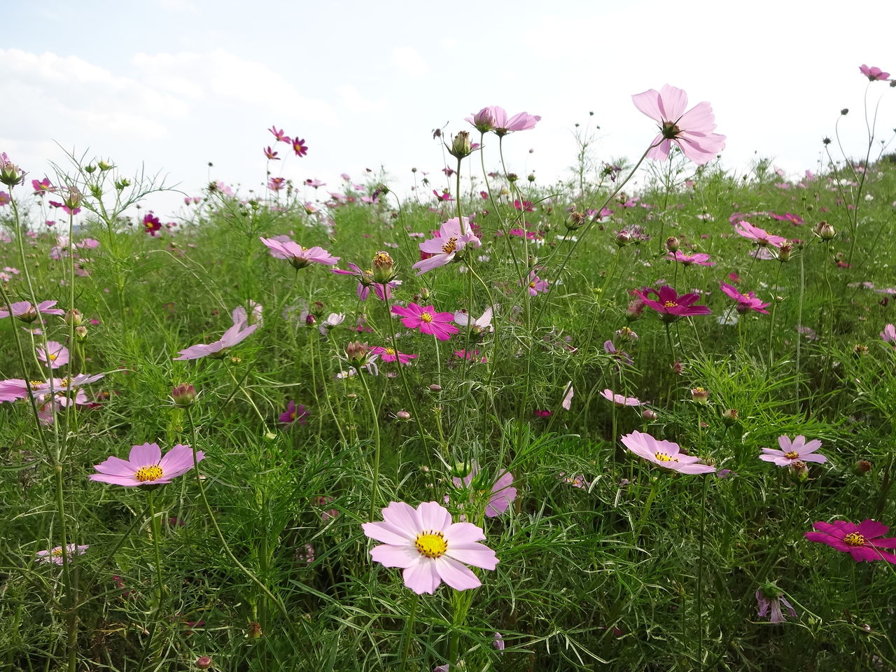 昭和記念公園のコスモス 15年10月4日 東京散歩 四季のイベント 花の歳時記 食べ歩記 昭和記念公園のコスモス 15年10月4日 東京散歩 四季のイベント 花の歳時記 食べ歩記