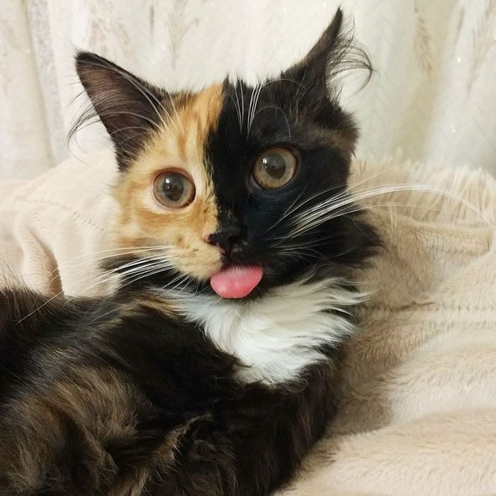 画像 東欧美女が飼う 2つの顔を持つ猫 え どんな猫 猫ねこネコぬこ 画像 東欧美女が飼う 2つの顔を持つ猫 え どんな猫 猫ねこネコぬこ