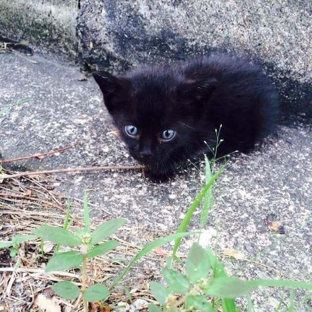 画像 捨てられて瀕死だった黒い子猫 息をのむ美猫に成長 猫ねこネコぬこ