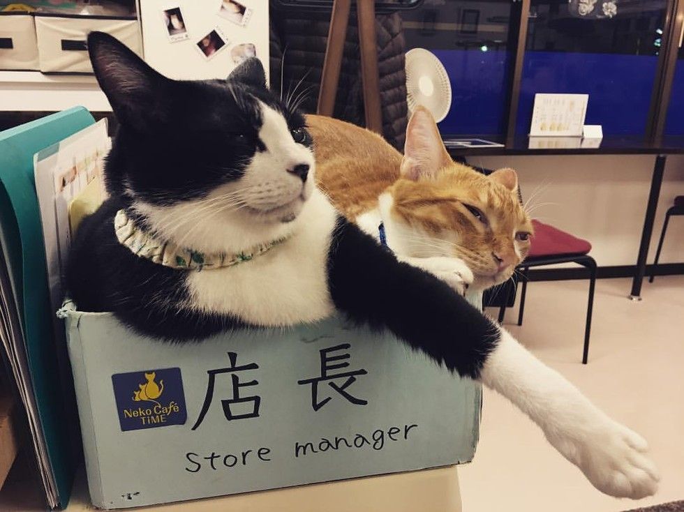 画像 ﾟwﾟ 京都の保護猫カフェ Neko Cafe Time 猫ねこネコぬこ
