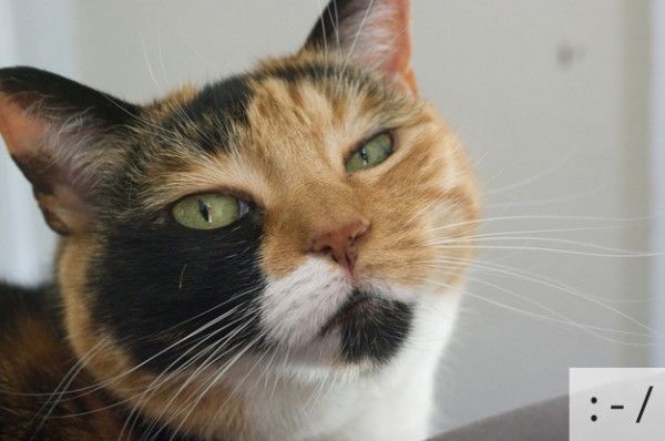 画像 ネコ達って どうしてこんなに表情豊かなの 猫ねこネコぬこ 画像 ネコ達って どうしてこんなに表情豊かなの 猫ねこネコぬこ