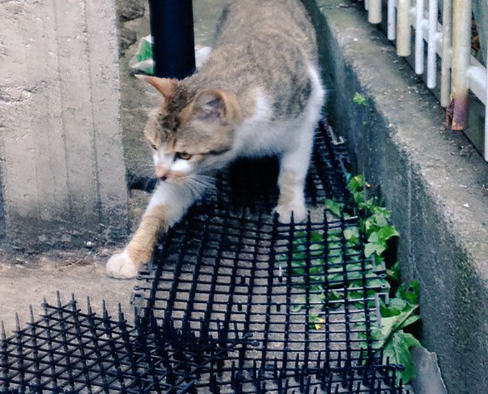 海外の声 日本の猫よけスパイク 効果なさすぎワロタｗ 猫ねこネコぬこ