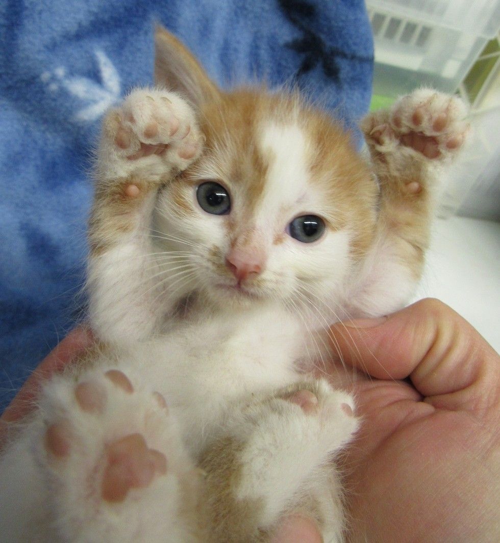 画像 多指症の子猫 Wally と お母さんと兄弟のお話 猫ねこネコぬこ 画像 多指症の子猫 Wally と お母さんと兄弟のお話 猫ねこネコぬこ