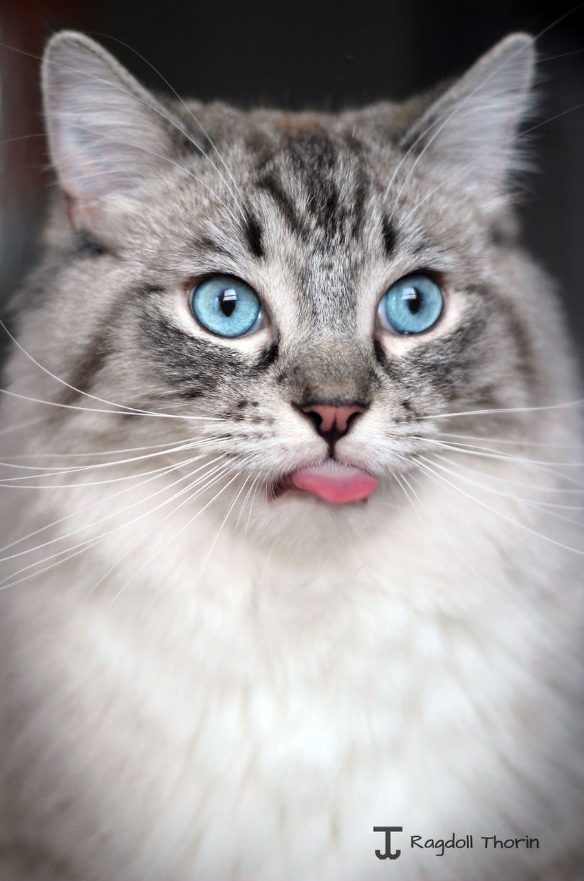 画像 超美猫なのに あかんべー するラグドール トーリン 猫ねこネコぬこ 画像 超美猫なのに あかんべー するラグドール トーリン 猫ねこネコぬこ