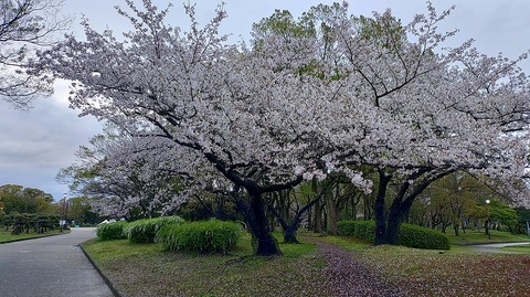 KIMG20260402_063333252