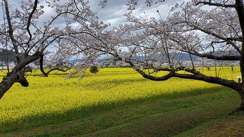 KIMG20260331_104639644