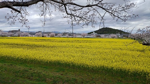 KIMG20260331_104441573