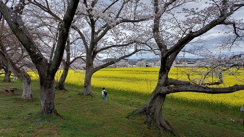 KIMG20260331_104412343