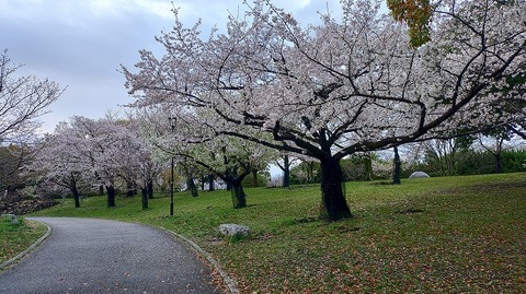 KIMG20260402_064119800