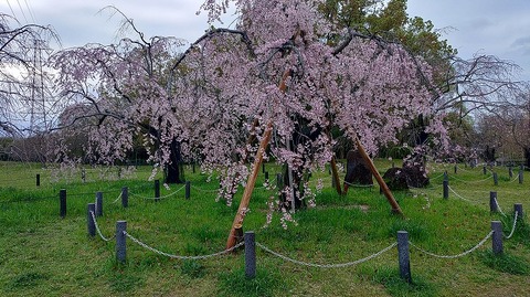 KIMG20260402_064710952