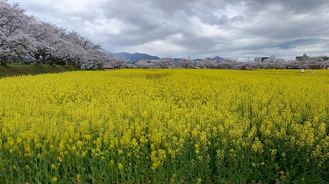 KIMG20260331_104314005