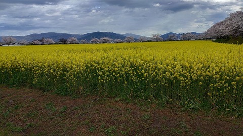 KIMG20260331_103803230