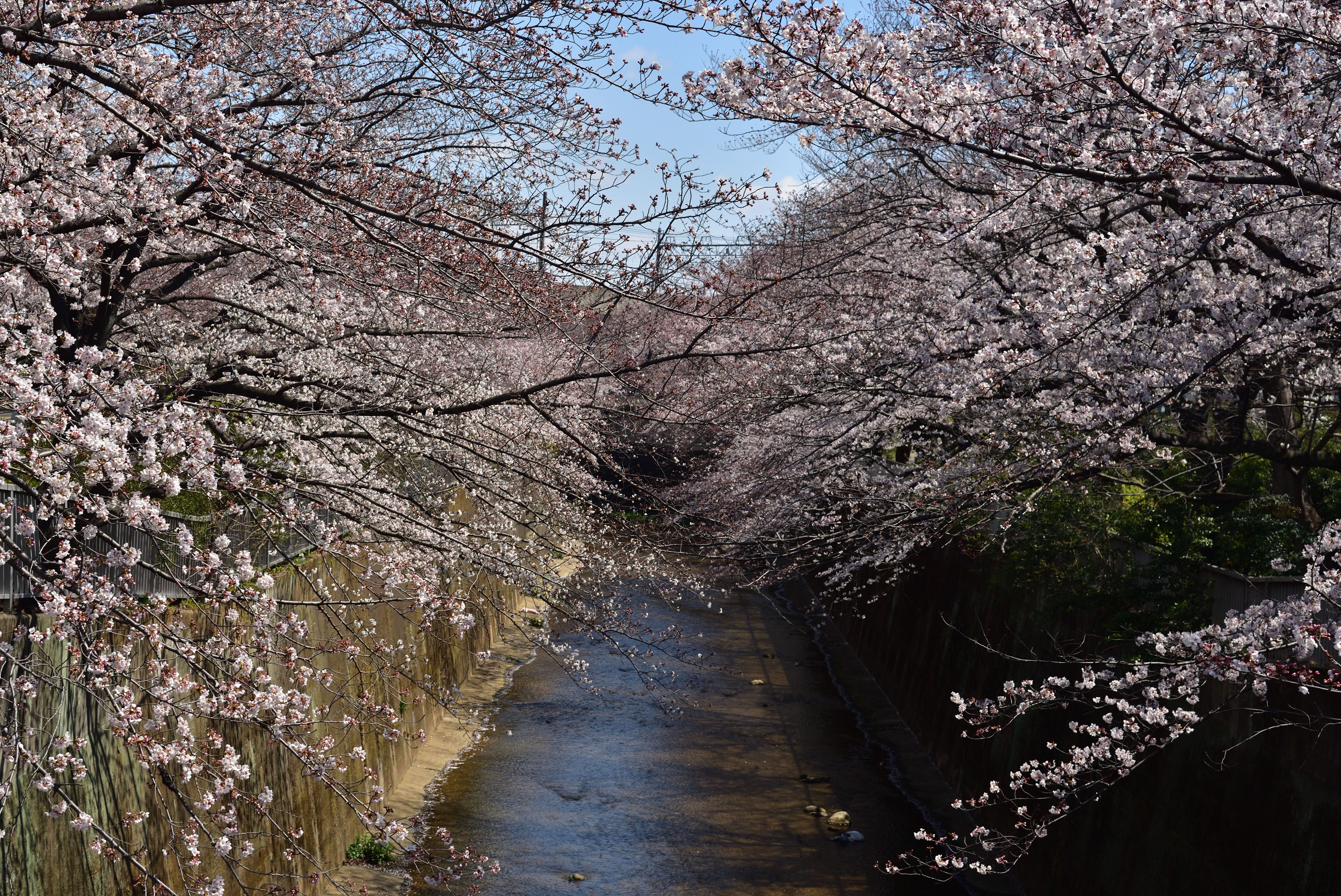石神井公園の桜 Photo Diary ダイアリー