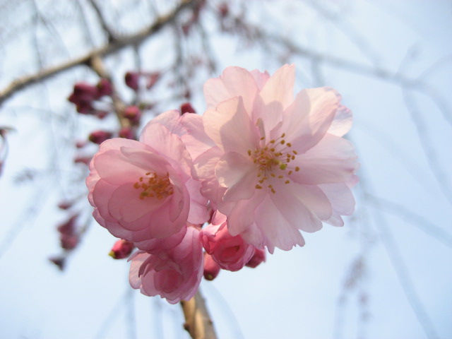 sakura