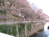 ÅìµþÅÔʸµþ¶è¹¾¸ÍÀî¶¶±ØÅÌÊâ1ʬ¥Ö¥é¥¸¥ê¥¢¥ó½À½ÑÆ»¾ì ¥¹¥È¥é¥¤¥×¥ëÁá°ðÅĽÀ½Ñ¥¢¥«¥Ç¥ß¡¼¡ù¥Ò¥ë¥ÞÆ»¾ì