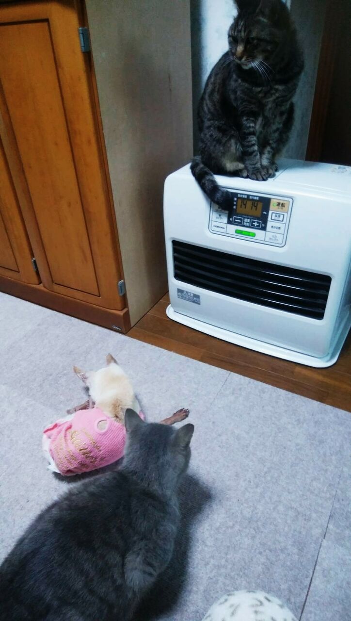 ストーブに集まる猫と犬 あっぷりん日記