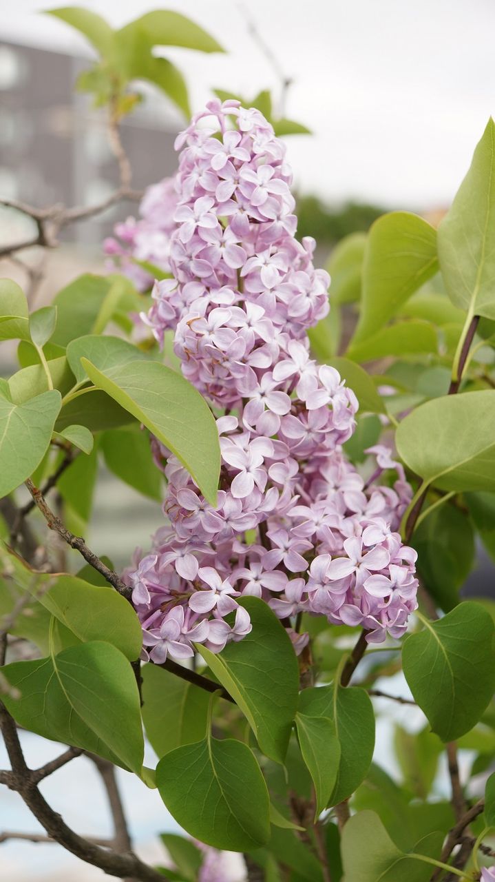 幸運紫丁香花 野良猫の細道 幸運紫丁香花 野良猫の細道