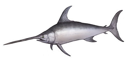 カジキマグロの話 路上日記 Season Iv