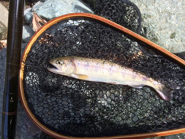 🎣 渓流餌釣り仕掛け : 釣魚日記 - 晴釣雨読