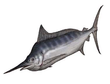 カジキマグロの話 路上日記 Season Iv