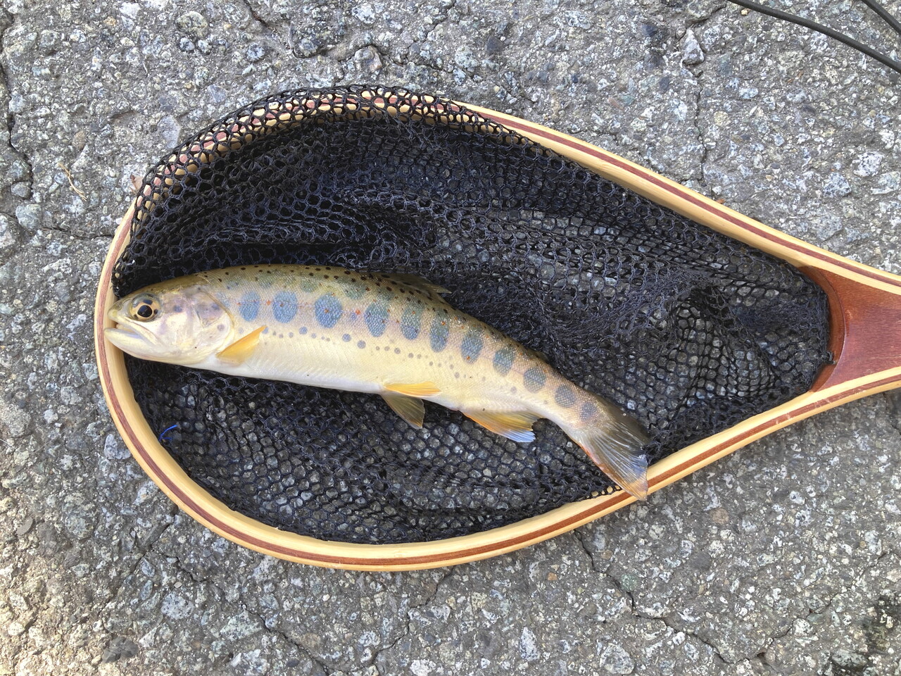 🎣 花魁あまご : 釣魚日記 - 晴釣雨読