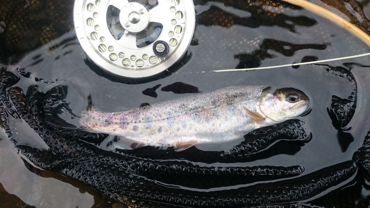 漁川でフライとルアー釣り 風に吹かれて 漁川でフライとルアー釣り 風に吹かれて