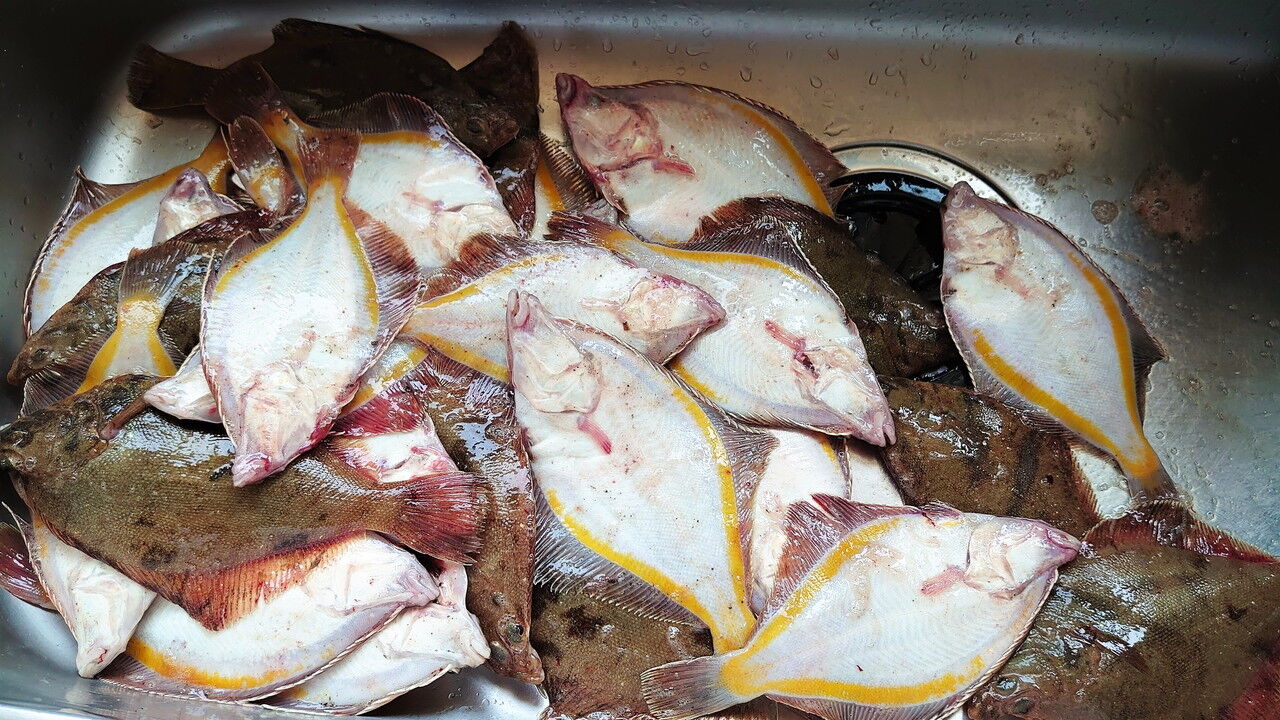 カレイを買いに厚岸港朝市へ 風に吹かれて