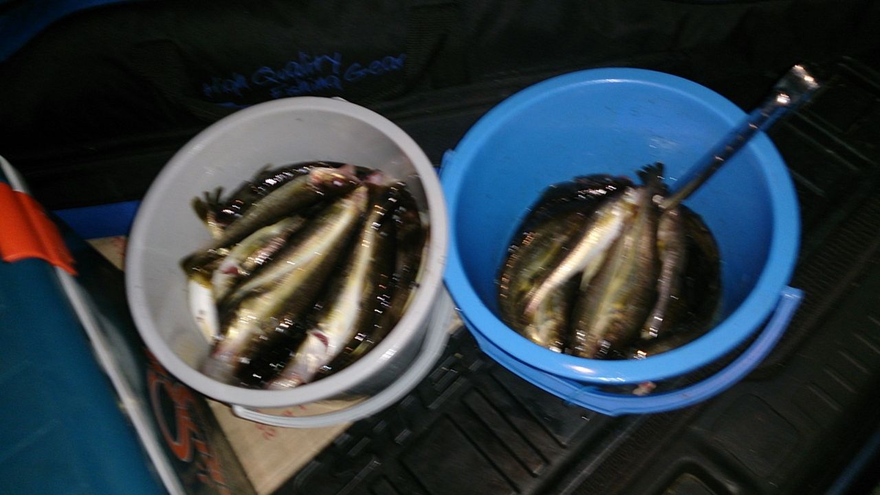 薫別漁港でコマイの夜釣り 14 07 01 北海道中標津のスタジオ アラモードのブログ