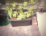 kako-vtNukDhhJNTjuOSu