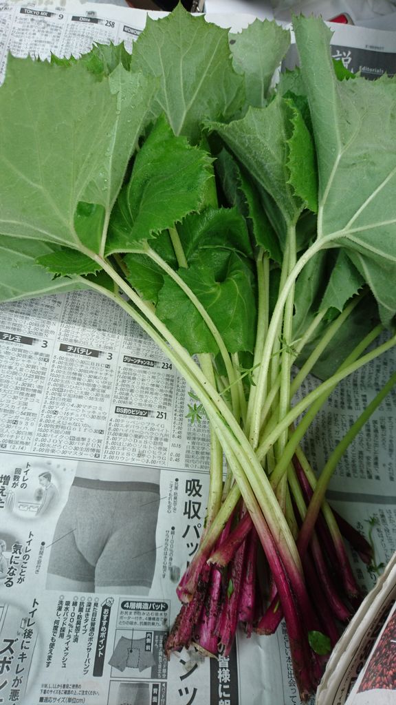 ミホはつぶやく 春は苦味を合点して食らえ 英語に 山菜 はない Q 暮らしと学びをデザインする Ohalico ミホとナオミのブログ