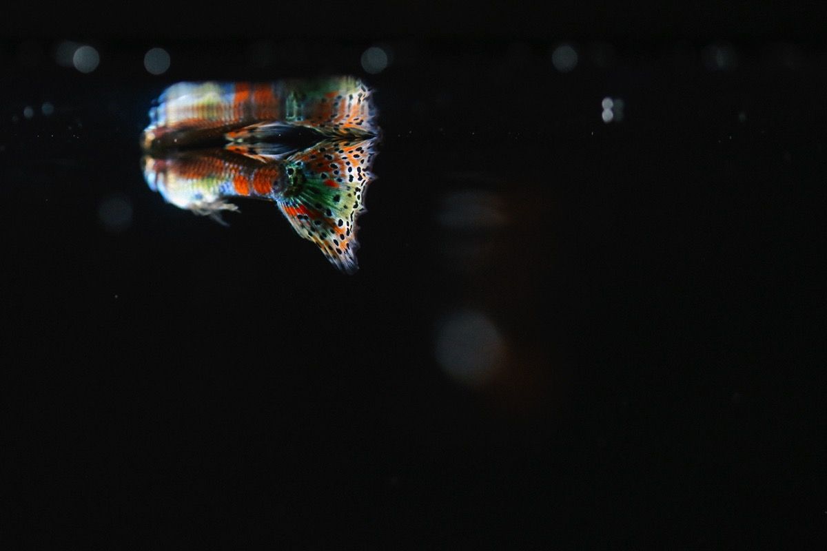 Photo 007