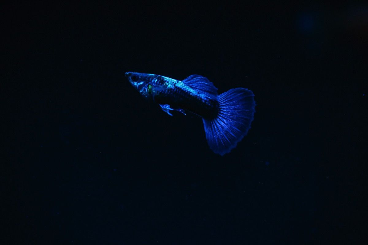 Photo 009