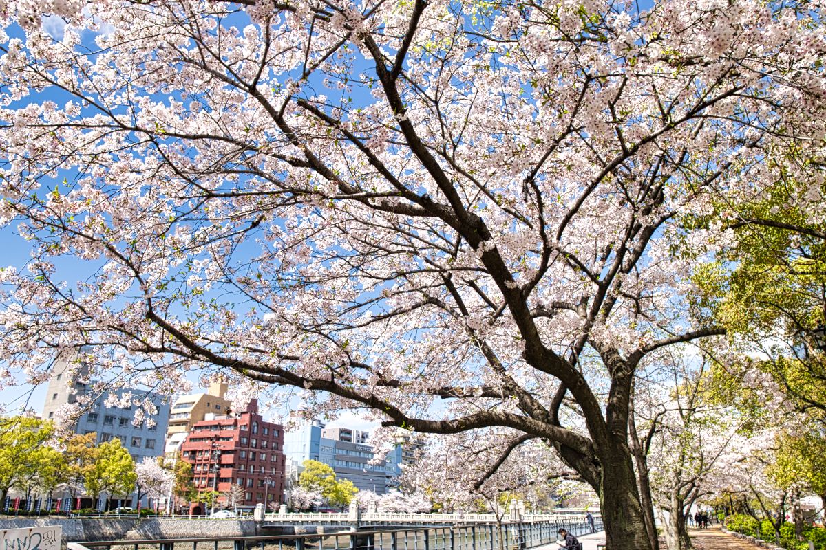 京橋川沿いに咲く桜 Photobeat