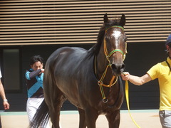 20190908 中山2R 2歳未勝利 ルトロヴァイユ 25