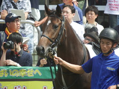 20190916 中山5R 2歳牝馬ﾒｲｸﾃﾞﾋﾞｭｰ バイカル 09