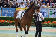 20191027 東京4R 2歳牝馬メイクデビュー フェルハール 11