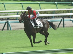 20190916 中山5R 2歳牝馬メイクデビュー バイカル 15