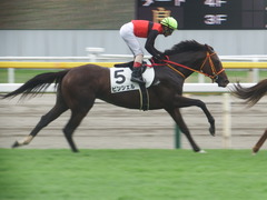 20190810 新潟7R 3歳上1勝クラス ピンシェル 28