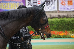 20191123 東京3R 2歳未勝利 ミスミルドレッド 04