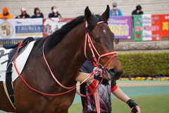 20200215 東京4R 3歳1勝クラス ベイサイドブルー 05
