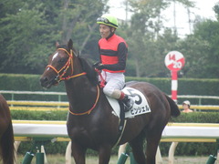 20190810 新潟7R 3歳上1勝クラス ピンシェル 24