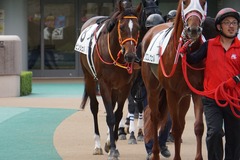 20191020 東京8R 3歳上1勝クラス ピンシェル 04