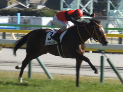 20200209 東京7R 4歳上1勝クラス ピンシェル 22